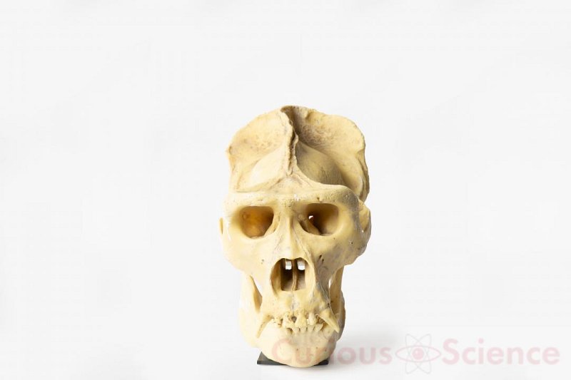 Mounted Gorilla Skull Cast